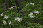 Alabama azalea